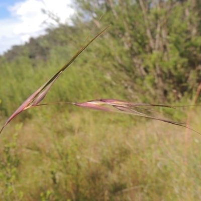 Themeda triandra (Kangaroo Grass) at Paddys River, ACT - 30 Nov 2021 by MichaelBedingfield