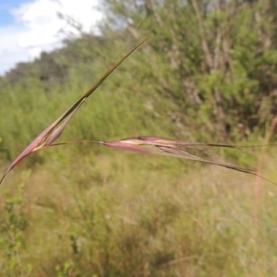 Themeda triandra (Kangaroo Grass) at Tidbinbilla Nature Reserve - 30 Nov 2021 by MichaelBedingfield