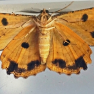 Scioglyptis lyciaria at Page, ACT - 14 Mar 2022 09:36 AM