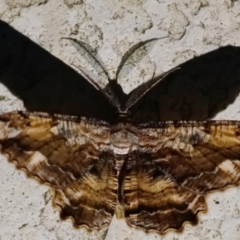 Scioglyptis lyciaria at Page, ACT - 14 Mar 2022 09:36 AM