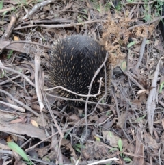 Tachyglossus aculeatus (Short-beaked Echidna) at QPRC LGA - 9 Mar 2022 by MelitaMilner