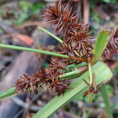 Cyperus lucidus (Leafy Flat Sedge) at Mongarlowe River - 24 Feb 2022 by MelitaMilner