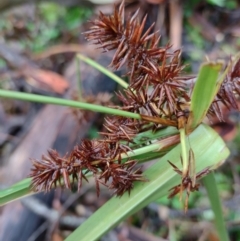 Cyperus lucidus (Leafy Flat Sedge) at Northangera, NSW - 24 Feb 2022 by MelitaMilner