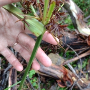 Cyperus lucidus at Northangera, NSW - 25 Feb 2022