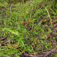 Cyperus lucidus at Northangera, NSW - 25 Feb 2022