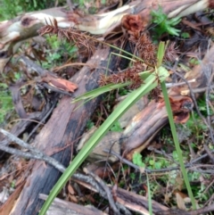 Cyperus lucidus at Northangera, NSW - 25 Feb 2022