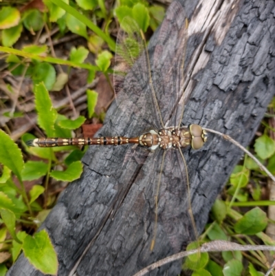 Adversaeschna brevistyla (Blue-spotted Hawker) at Northangera, NSW - 17 Feb 2022 by MelitaMilner