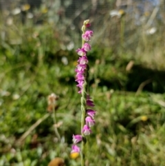 Spiranthes australis (Austral Ladies Tresses) at Mongarlowe River - 9 Feb 2022 by MelitaMilner