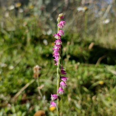 Spiranthes australis (Austral Ladies Tresses) at Mongarlowe River - 10 Feb 2022 by MelitaMilner