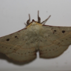 Unidentified Anthelid moth (Anthelidae) at Tathra, NSW - 13 Mar 2022 by KerryVance