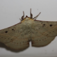 Unidentified Anthelid moth (Anthelidae) (TBC) at Tathra, NSW - 13 Mar 2022 by KerryVance