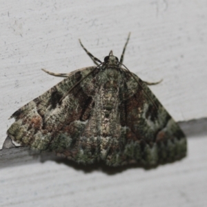 Aeolochroma metarhodata at Tathra, NSW - 14 Mar 2022 12:08 AM