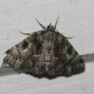 Aeolochroma metarhodata at Tathra, NSW - 14 Mar 2022