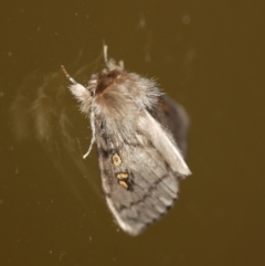 Leptocneria reducta (White cedar moth) at Tathra Public School - 13 Mar 2022 by KerryVance