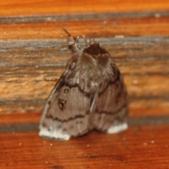 Leptocneria reducta at Tathra, NSW - 14 Mar 2022