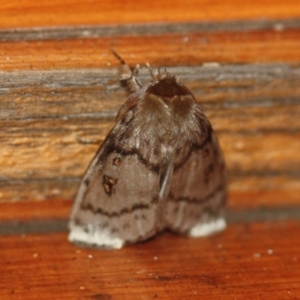 Leptocneria reducta at Tathra, NSW - 14 Mar 2022 12:04 AM