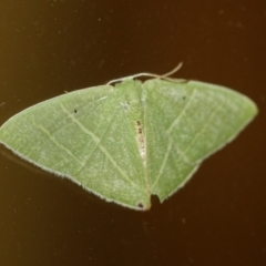 Urolitha bipunctifera (An Emerald moth) at Tathra Public School - 10 Mar 2022 by KerryVance