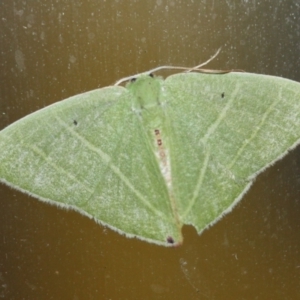 Urolitha bipunctifera at Tathra, NSW - 10 Mar 2022