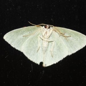 Urolitha bipunctifera at Tathra, NSW - 10 Mar 2022