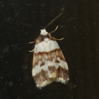 Halone sejuncta (Variable Halone) at Tathra Public School - 10 Mar 2022 by KerryVance