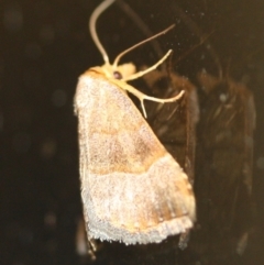 Meranda susialis at Tathra, NSW - 10 Mar 2022 09:39 PM