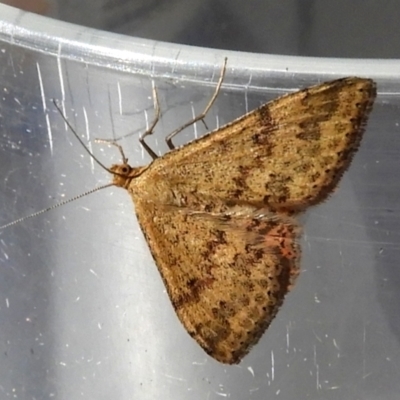 Scopula rubraria (Reddish Wave, Plantain Moth) at Crooked Corner, NSW - 13 Mar 2022 by Milly