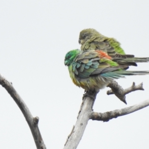 Psephotus haematonotus at Chakola, NSW - 10 Mar 2022