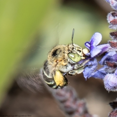 Amegilla sp. (genus) (Blue Banded Bee) at Acton, ACT - 14 Mar 2022 by Roger