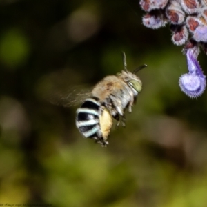 Amegilla sp. (genus) at Acton, ACT - 14 Mar 2022