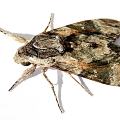 Agrius convolvuli (Convolvulus Hawk Moth) at Crooked Corner, NSW - 13 Mar 2022 by Milly