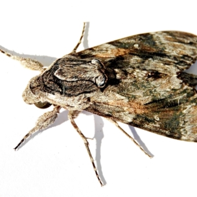 Agrius convolvuli (Convolvulus Hawk Moth) at Crooked Corner, NSW - 14 Mar 2022 by Milly