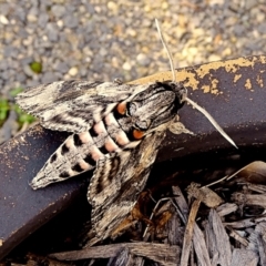 Agrius convolvuli at Crooked Corner, NSW - 14 Mar 2022