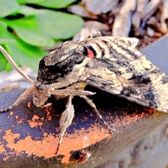 Agrius convolvuli at Crooked Corner, NSW - 14 Mar 2022