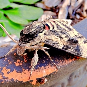 Agrius convolvuli at Crooked Corner, NSW - 14 Mar 2022