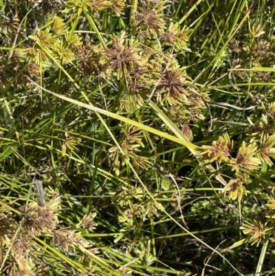 Cyperus eragrostis (Umbrella Sedge) at Cotter River, ACT - 14 Mar 2022 by JaneR