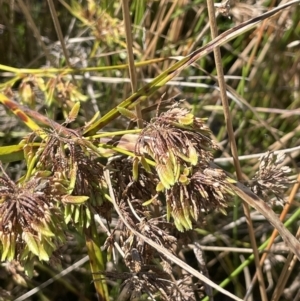 Cyperus eragrostis at Cotter River, ACT - 14 Mar 2022 12:09 PM