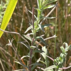 Epilobium billardiereanum subsp. cinereum (Hairy Willow Herb) at Lower Cotter Catchment - 14 Mar 2022 by JaneR