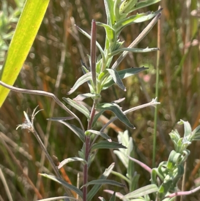 Epilobium billardiereanum subsp. cinereum (Hairy Willow Herb) at Lower Cotter Catchment - 14 Mar 2022 by JaneR