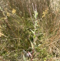 Epilobium billardiereanum subsp. cinereum at Cotter River, ACT - 14 Mar 2022