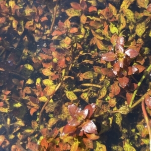 Ludwigia palustris at Cotter River, ACT - 14 Mar 2022 11:54 AM