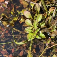 Ludwigia palustris at Cotter River, ACT - 14 Mar 2022