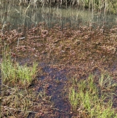 Ludwigia palustris at Cotter River, ACT - 14 Mar 2022 11:54 AM