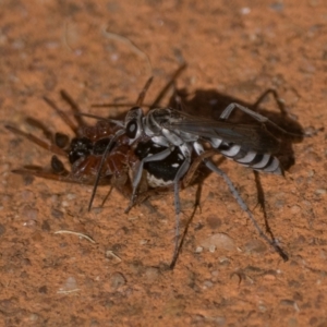 Turneromyia sp. (genus) at Acton, ACT - 14 Mar 2022