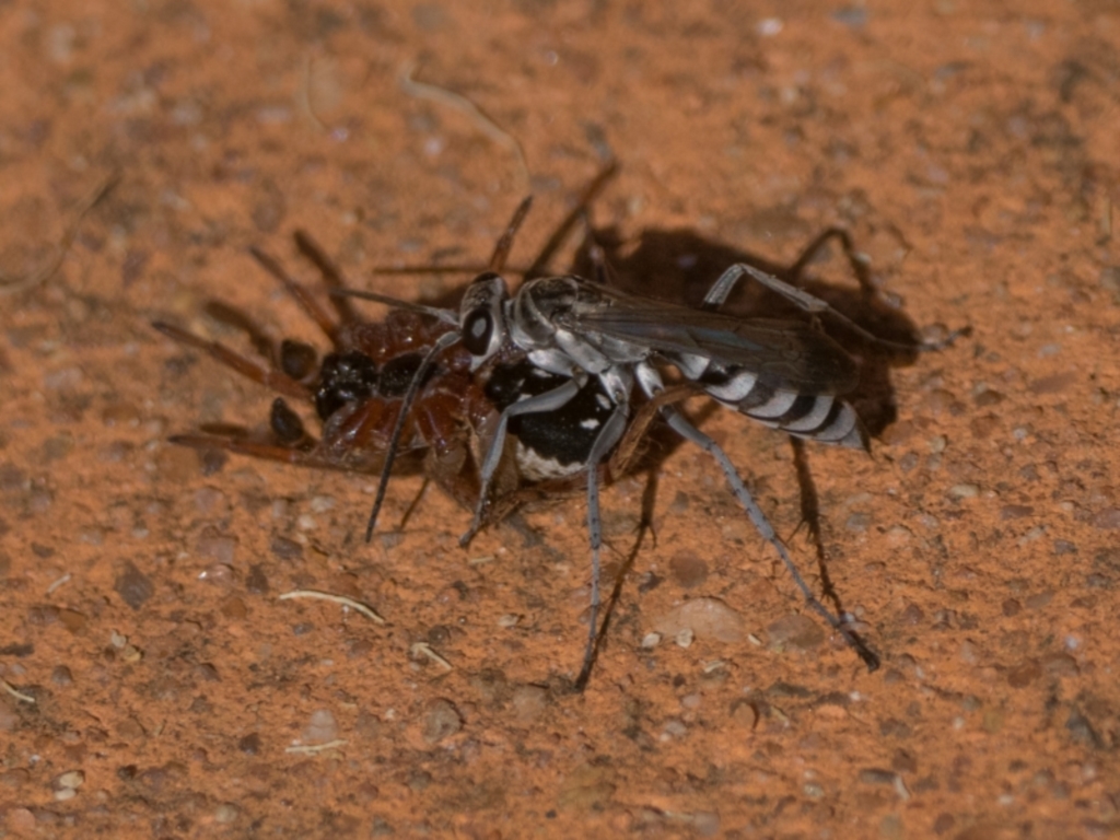 Turneromyia sp. (genus) at Acton, ACT - 14 Mar 2022