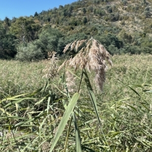 Phragmites australis at Cotter River, ACT - 14 Mar 2022 11:50 AM