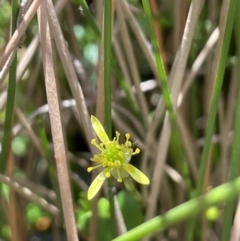 Ranunculus amphitrichus (Small River Buttercup) at Lower Cotter Catchment - 14 Mar 2022 by JaneR