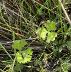 Ranunculus amphitrichus at Cotter River, ACT - 14 Mar 2022 11:59 AM