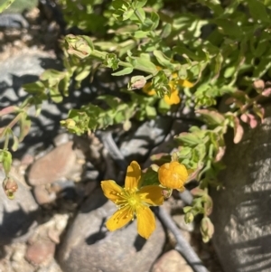 Hypericum japonicum at Cotter River, ACT - 14 Mar 2022