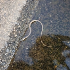 Delma inornata (Olive Legless-lizard) at Gungahlin, ACT - 11 Mar 2022 by Hoot