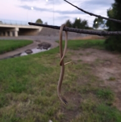 Delma inornata at Gungahlin, ACT - 11 Mar 2022 07:30 PM